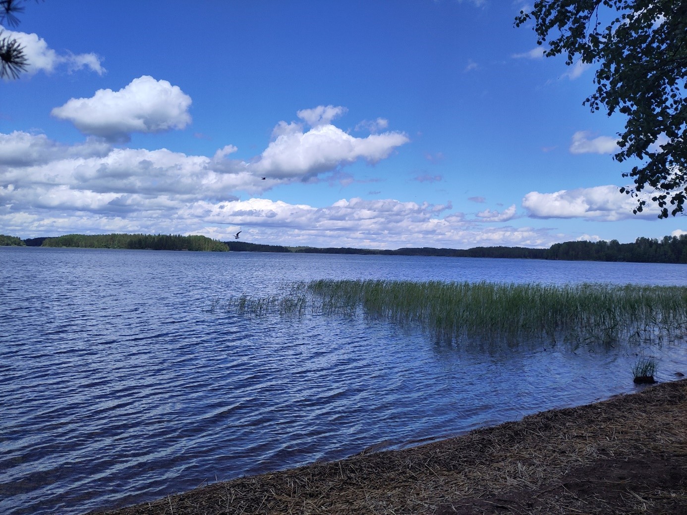 Blick vom Ufer auf einen See.