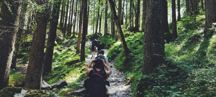 Gruppe von Menschen wandert auf einem Waldweg, der bergauf führt.